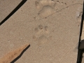 Striped Skunk Tracks