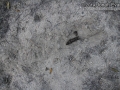 Bobcat Scrape