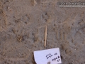Bobcat Tracks