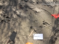 California Ground Squirrel Tracks