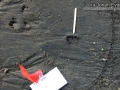 Cottontail Tracks