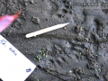 Cottontail Tracks