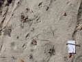 Coyote Overstep Walk