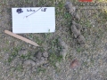 Coyote Scat
