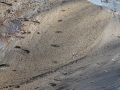 Coyote Trot