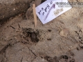 Deer Hind Track