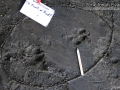 Dog Hind Track