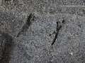 Flicker Tracks