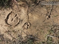 Horse and Dog Tracks