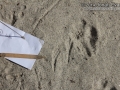 Jay Tracks