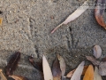 Jay Tracks