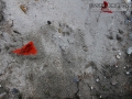 Mountain Lion Tracks