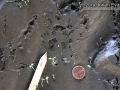 Opossum Tracks