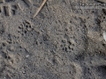 Opossum Tracks