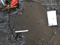 Raccoon Tracks