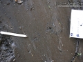 Raccoon Tracks