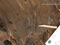 Raccoon Tracks
