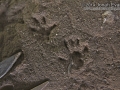 Rat Tracks