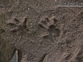 Rat Tracks