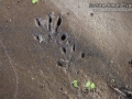 Rat Tracks