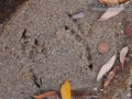 Raven Tracks
