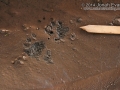 Striped Skunk Tracks
