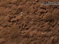 Woodrat Tracks