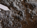 Woodrat Tracks
