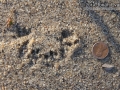 Woodrat Tracks