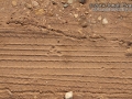 Baby Jackrabbit Tracks