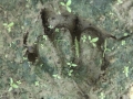 Beaver Track