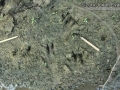 Beaver Track