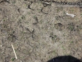 Bobcat Tracks