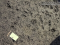 Deer Tracks