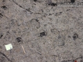 Deer Tracks