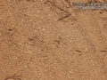 Dove Tracks
