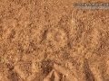 Gray Fox Tracks