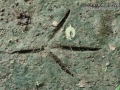 Great Blue Heron Tracks