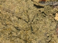 Green Heron Track