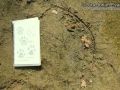 Green Heron Track