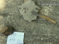 Housecat Track