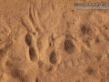 Jackrabbit Sit
