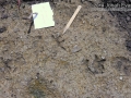 Opossum Tracks