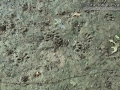 Otter Tracks
