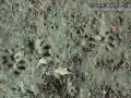 Otter Tracks