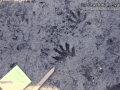Raccoon Tracks