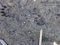 Raccoon Tracks
