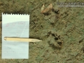 Snapping Turtle Tracks