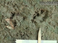 Snapping Turtle Tracks