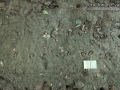 Snapping Turtle Tracks